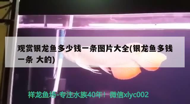 超大魚缸換水的視頻教程：超大魚缸換水的視頻教程，超大魚缸怎么換水？