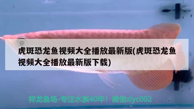 虎斑恐龍魚視頻大全播放最新版(虎斑恐龍魚視頻大全播放最新版下載)