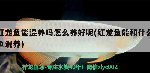 紅龍魚能混養(yǎng)嗎怎么養(yǎng)好呢(紅龍魚能和什么魚混養(yǎng)) 銀河星鉆魚