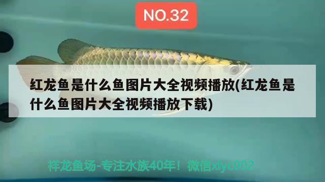 紅龍魚是什么魚圖片大全視頻播放(紅龍魚是什么魚圖片大全視頻播放下載) 朱巴利魚