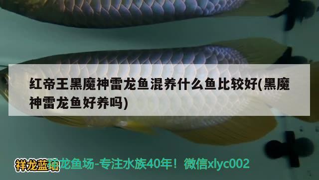 紅帝王黑魔神雷龍魚混養(yǎng)什么魚比較好(黑魔神雷龍魚好養(yǎng)嗎) 赤荔鳳冠魚