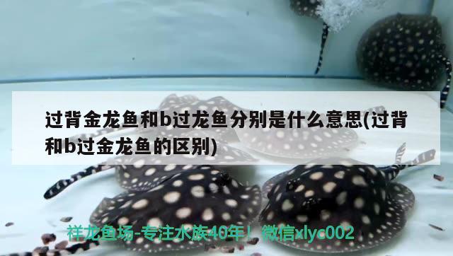 過背金龍魚和b過龍魚分別是什么意思(過背和b過金龍魚的區(qū)別) 過背金龍魚