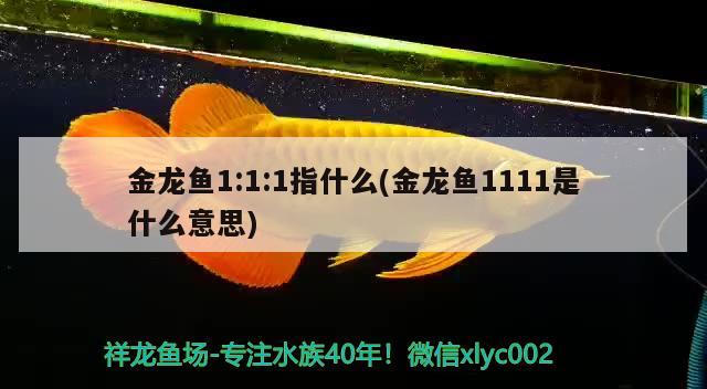 金龍魚1:1:1指什么(金龍魚1111是什么意思)