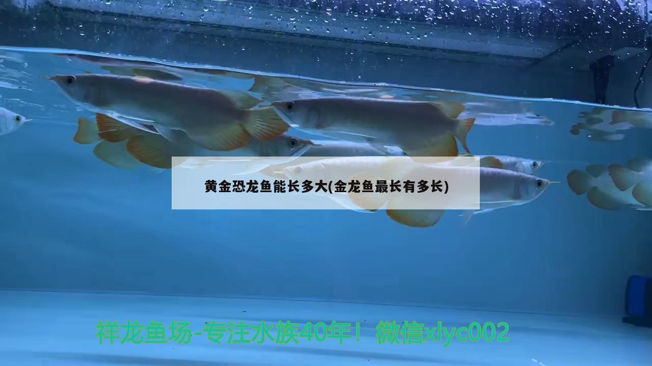 黃金恐龍魚能長多大(金龍魚最長有多長) 銀河星鉆魚 第2張