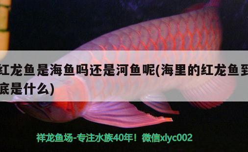 紅龍魚是海魚嗎還是河魚呢(海里的紅龍魚到底是什么) 野彩魚