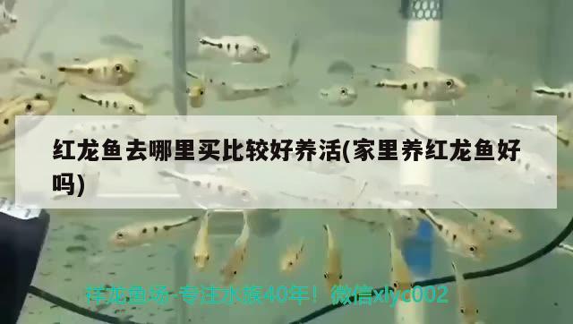 出售二手魚(yú)缸文案怎么寫(xiě)（出售二手魚(yú)缸文案怎么寫(xiě)吸引人）