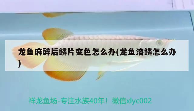 龍魚麻醉后鱗片變色怎么辦(龍魚溶鱗怎么辦)