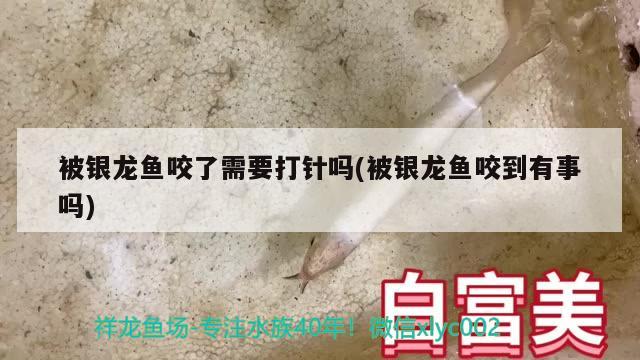 被銀龍魚咬了需要打針嗎(被銀龍魚咬到有事嗎) 銀龍魚百科