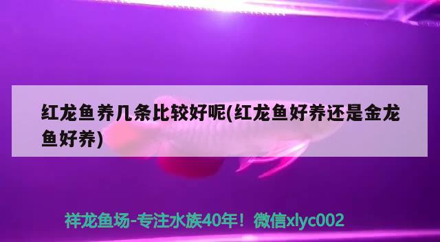 紅龍魚養(yǎng)幾條比較好呢(紅龍魚好養(yǎng)還是金龍魚好養(yǎng)) BD魟魚