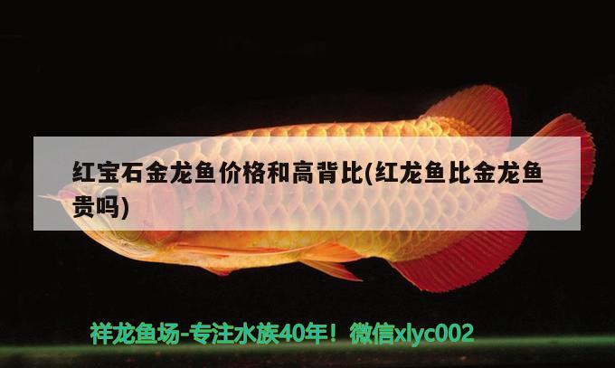 紅寶石金龍魚價(jià)格和高背比(紅龍魚比金龍魚貴嗎)