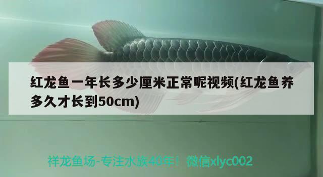 紅龍魚一年長多少厘米正常呢視頻(紅龍魚養(yǎng)多久才長到50cm) 藍帆三間魚