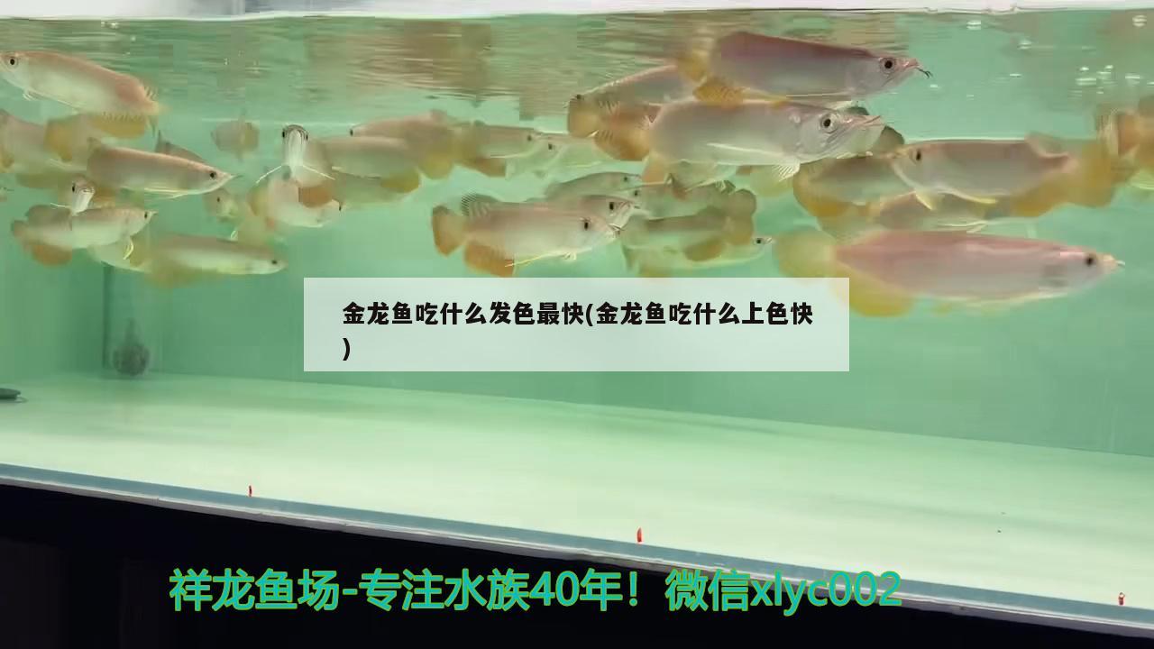 金龍魚(yú)吃什么發(fā)色最快(金龍魚(yú)吃什么上色快)