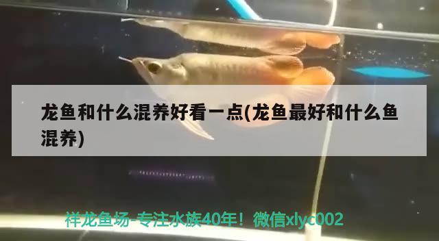 龍魚和什么混養(yǎng)好看一點(diǎn)(龍魚最好和什么魚混養(yǎng)) 元寶鳳凰魚專用魚糧