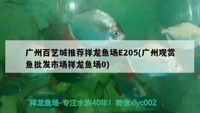 廣州百藝城推薦祥龍魚場E205(廣州觀賞魚批發(fā)市場祥龍魚場0)