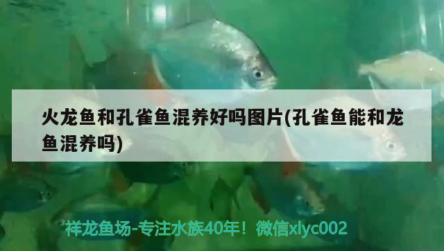 火龍魚和孔雀魚混養(yǎng)好嗎圖片(孔雀魚能和龍魚混養(yǎng)嗎) 魚缸百科