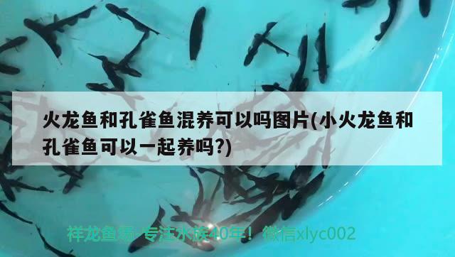 火龍魚和孔雀魚混養(yǎng)可以嗎圖片(小火龍魚和孔雀魚可以一起養(yǎng)嗎?)