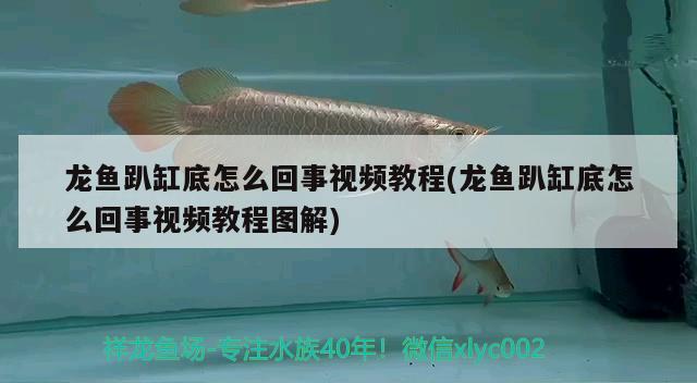 龍魚趴缸底怎么回事視頻教程(龍魚趴缸底怎么回事視頻教程圖解) 廣州水族器材濾材批發(fā)市場