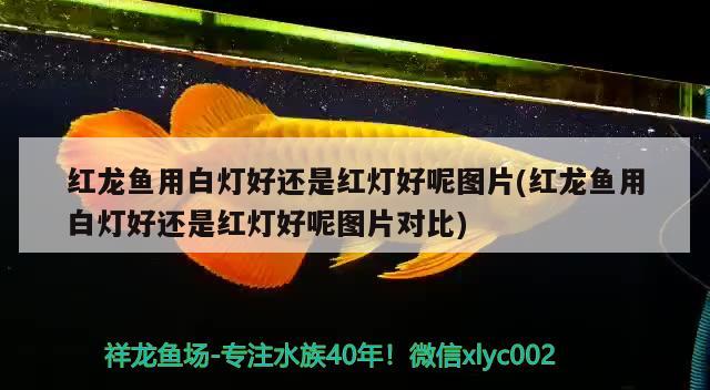 紅龍魚(yú)用白燈好還是紅燈好呢圖片(紅龍魚(yú)用白燈好還是紅燈好呢圖片對(duì)比)