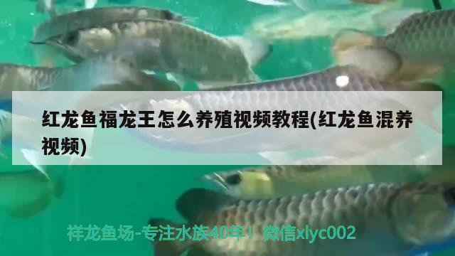 現(xiàn)實(shí)版蝸居可憐的虎魚(yú) 虎魚(yú)百科 第4張