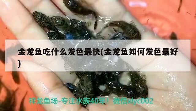 金龍魚吃什么發(fā)色最快(金龍魚如何發(fā)色最好)