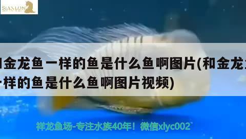 和金龍魚一樣的魚是什么魚啊圖片(和金龍魚一樣的魚是什么魚啊圖片視頻)