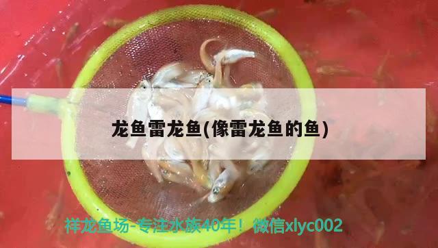 龍魚雷龍魚(像雷龍魚的魚) 七彩神仙魚