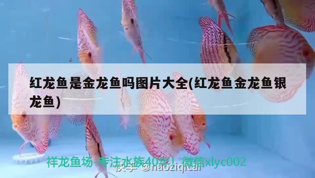 紅龍魚是金龍魚嗎圖片大全(紅龍魚金龍魚銀龍魚)