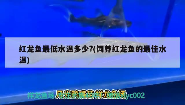 紅龍魚(yú)最低水溫多少?(飼養(yǎng)紅龍魚(yú)的最佳水溫)