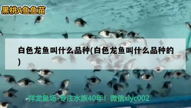 白色龍魚叫什么品種(白色龍魚叫什么品種的) 元寶鯽