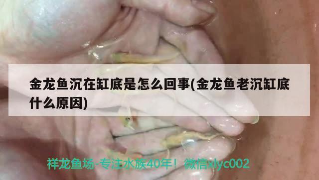 金龍魚沉在缸底是怎么回事(金龍魚老沉缸底什么原因) 福魟魟魚