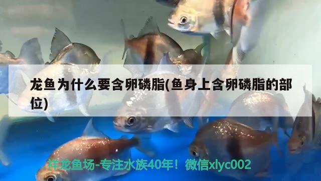 龍魚為什么要含卵磷脂(魚身上含卵磷脂的部位) 祥龍金禾金龍魚