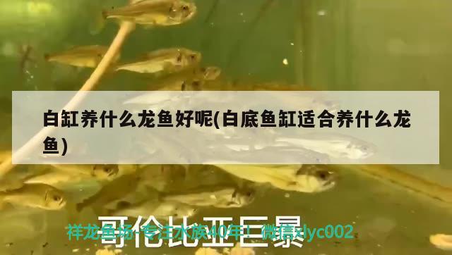 魚缸的水渾濁變綠怎么辦呢：魚缸的水渾濁變綠怎么辦呢吃什么藥