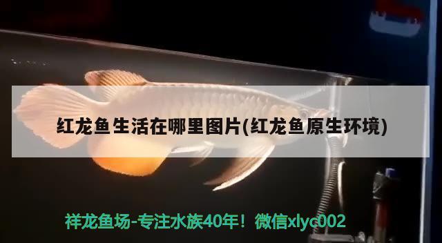 6月份我國(guó)水產(chǎn)品進(jìn)口價(jià)格同比減3.1%，6月份我國(guó)水產(chǎn)品價(jià)格環(huán)比增1.7%、鳙魚、鯉魚、鳊魚苗種價(jià)格