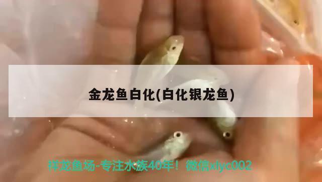 金龍魚白化(白化銀龍魚)