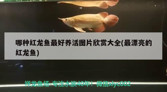 哪種紅龍魚最好養(yǎng)活圖片欣賞大全(最漂亮的紅龍魚) 定時(shí)器/自控系統(tǒng)