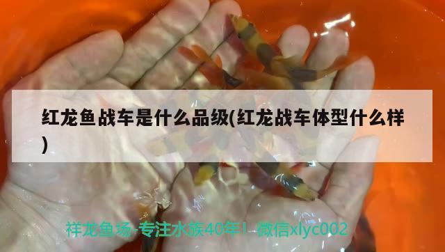 紅龍魚戰(zhàn)車是什么品級(jí)(紅龍戰(zhàn)車體型什么樣) 新加坡號(hào)半紅龍魚（練手級(jí)紅龍魚）