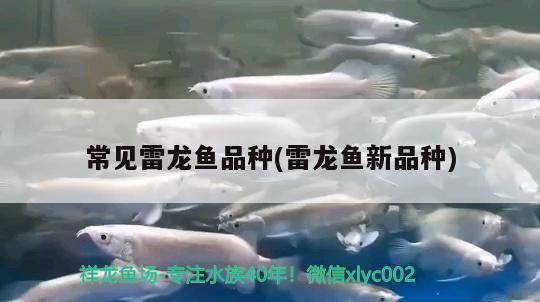 常見雷龍魚品種(雷龍魚新品種)