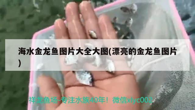 海水金龍魚圖片大全大圖(漂亮的金龍魚圖片) 大正錦鯉魚