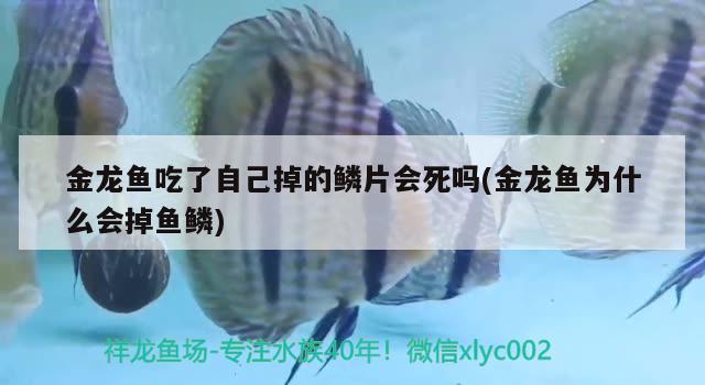 金龍魚吃了自己掉的鱗片會死嗎(金龍魚為什么會掉魚鱗)