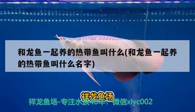 和龍魚一起養(yǎng)的熱帶魚叫什么(和龍魚一起養(yǎng)的熱帶魚叫什么名字)