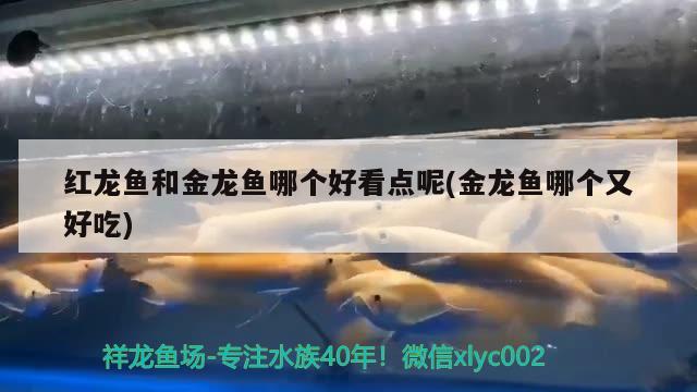 紅龍魚和金龍魚哪個好看點呢(金龍魚哪個又好吃)