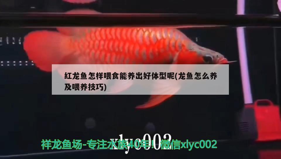 紅龍魚怎樣喂食能養(yǎng)出好體型呢(龍魚怎么養(yǎng)及喂養(yǎng)技巧) 黑影道人魚