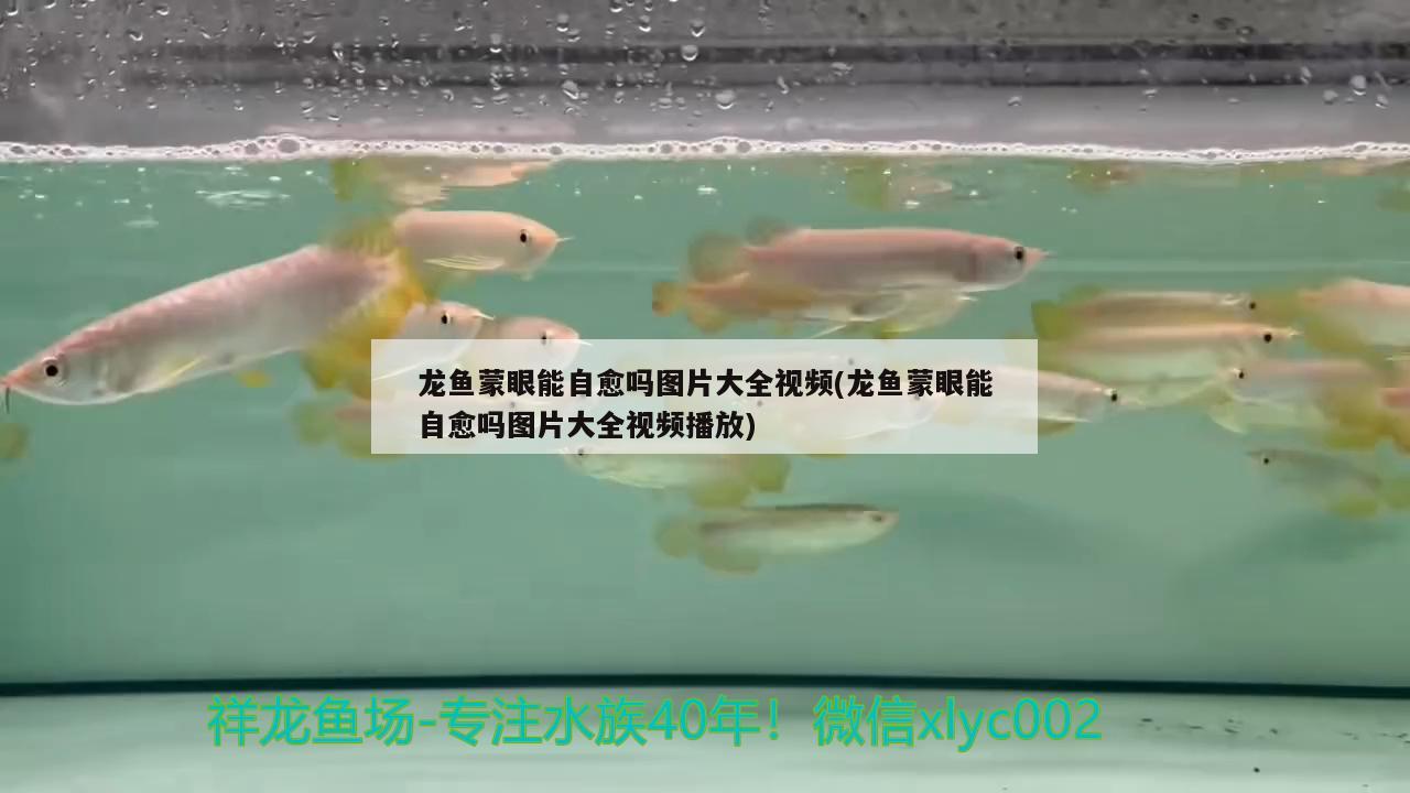 龍魚蒙眼能自愈嗎圖片大全視頻(龍魚蒙眼能自愈嗎圖片大全視頻播放) 藍(lán)帆三間魚