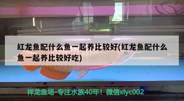 紅龍魚配什么魚一起養(yǎng)比較好(紅龍魚配什么魚一起養(yǎng)比較好吃)