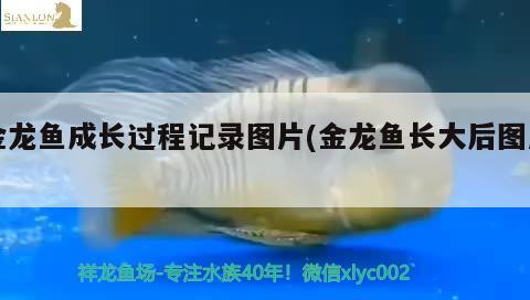 5米超大魚缸制作圖片（5米的魚） 照明器材 第2張