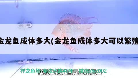 黃島魚缸批發(fā)市場在哪里？黃島魚缸批發(fā)市場價格是多少？，黃島魚缸批發(fā)市場價格是多少黃島魚缸批發(fā)市場價格是多少