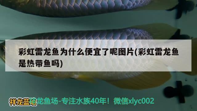 魚缸加熱棒的表面溫度是多少的？，魚缸加熱棒對魚缸加熱棒的表面溫度不一樣的溫度是多少