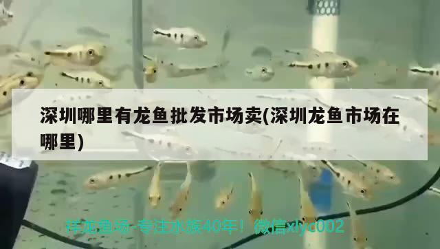 深圳哪里有龍魚批發(fā)市場賣(深圳龍魚市場在哪里) 龍魚批發(fā)