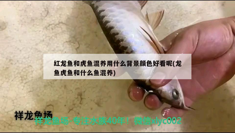 紅龍魚(yú)和虎魚(yú)混養(yǎng)用什么背景顏色好看呢(龍魚(yú)虎魚(yú)和什么魚(yú)混養(yǎng)) 虎魚(yú)百科 第1張