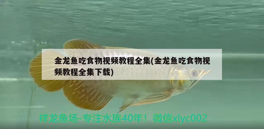 金龍魚吃食物視頻教程全集(金龍魚吃食物視頻教程全集下載)